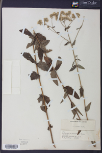 Eupatorium pilosum image