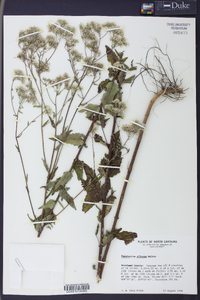 Eupatorium pilosum image