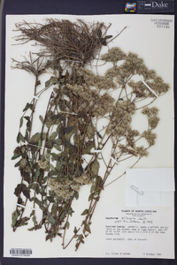 Eupatorium pilosum image