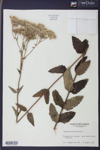 Eupatorium pilosum image