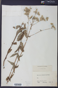 Eupatorium pilosum image