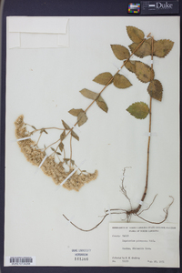 Eupatorium pubescens image