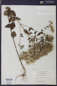 Eupatorium pubescens image