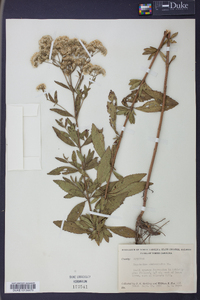 Eupatorium semiserratum image