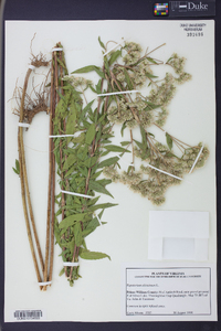 Eupatorium altissimum image