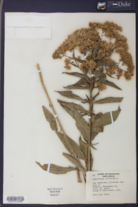 Eupatorium altissimum image