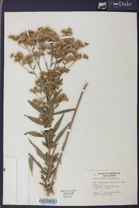 Eupatorium altissimum image