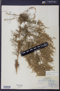 Eupatorium capillifolium image