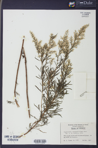 Eupatorium compositifolium image