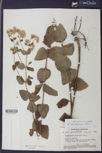 Eupatorium cordigerum image