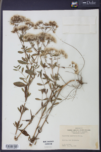 Eupatorium cuneifolium image