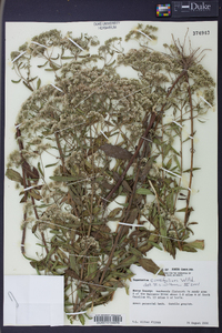 Eupatorium cuneifolium image