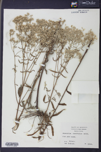 Eupatorium cuneifolium image