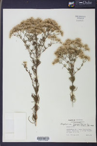 Eupatorium hyssopifolium image