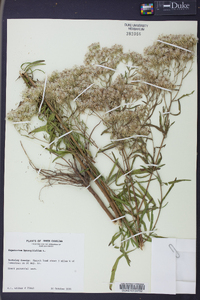 Eupatorium hyssopifolium image