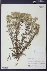 Eupatorium hyssopifolium image