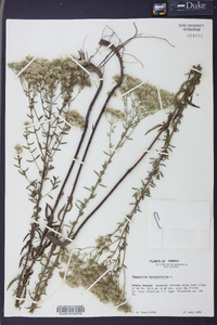 Eupatorium hyssopifolium image