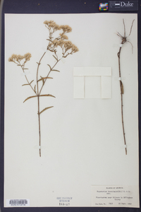 Eupatorium leucolepis image