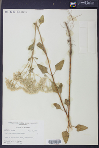 Eupatorium mikanioides image