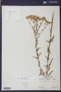 Eupatorium mohrii image