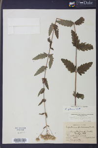 Eupatorium pilosum image