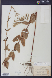 Eupatorium pilosum image