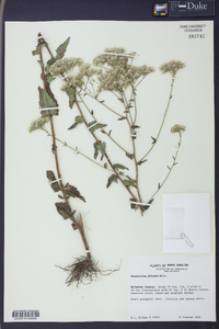 Eupatorium pilosum image