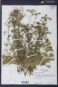 Eupatorium pilosum image