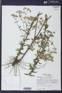 Eupatorium pilosum image