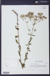 Eupatorium recurvans image