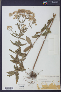 Eupatorium semiserratum image