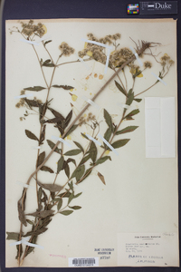 Eupatorium semiserratum image