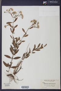 Eupatorium semiserratum image