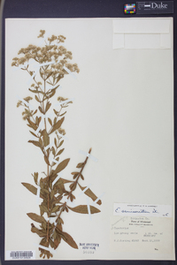 Eupatorium semiserratum image