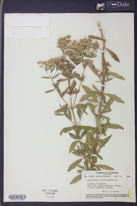 Eupatorium semiserratum image