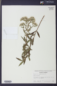 Eupatorium semiserratum image