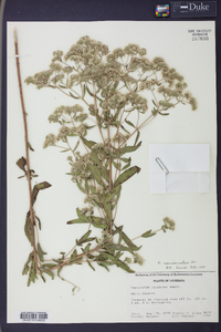 Eupatorium semiserratum image