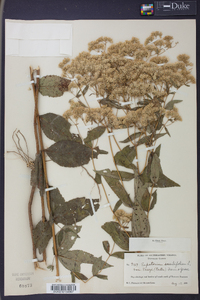 Eupatorium sessilifolium image