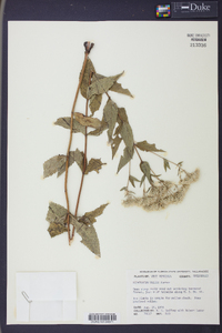 Eupatorium vaseyi image