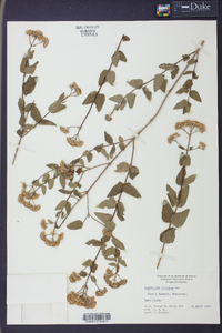 Eupatorium villosum image