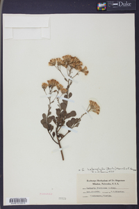 Garberia heterophylla image