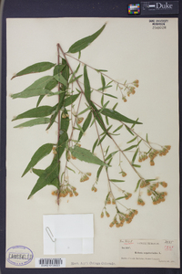 Kuhnia eupatorioides image