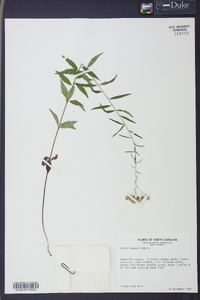 Kuhnia eupatorioides image