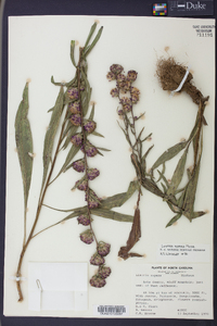 Liatris aspera image