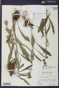 Liatris aspera image