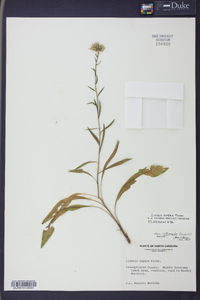 Liatris aspera image