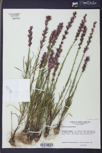 Liatris graminifolia image