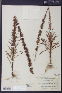 Liatris pilosa image