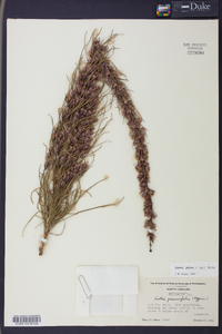 Liatris pilosa image