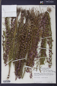 Liatris pilosa image